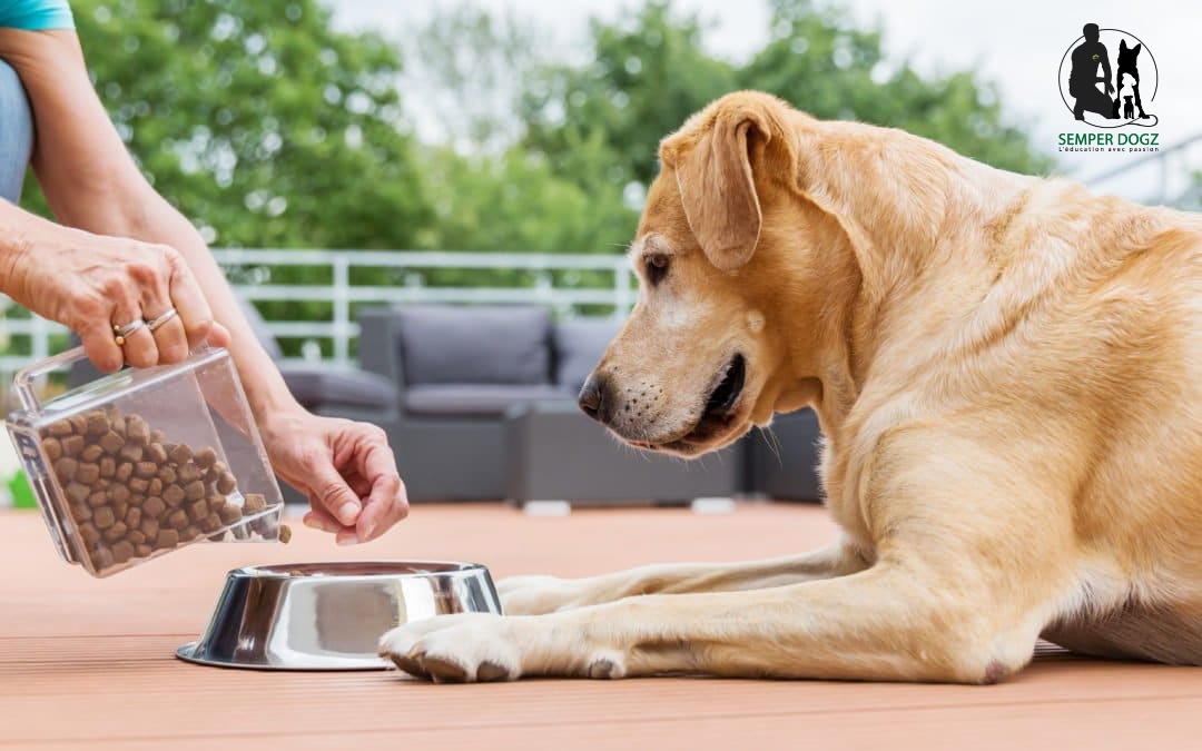 Semper Dogz - éducateur canin nantes cholet - la nourriture industrielle