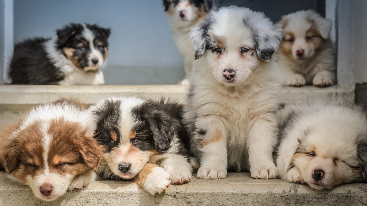 Semper Dogz - éducateur canin nantes cholet - examiner le chien