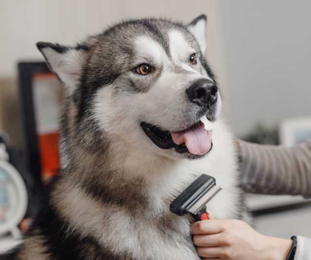 Semper Dogz - éducateur canin nantes cholet - brosser le chien