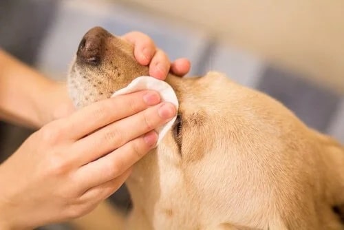 Semper Dogz - éducateur canin nantes cholet - nettoyer les yeux